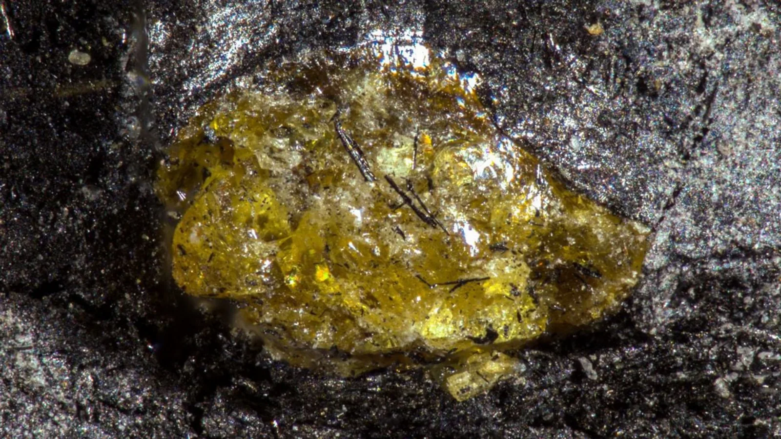 Fragmentos microscópicos de ámbar antiguo incrustados en roca carbonífera de China