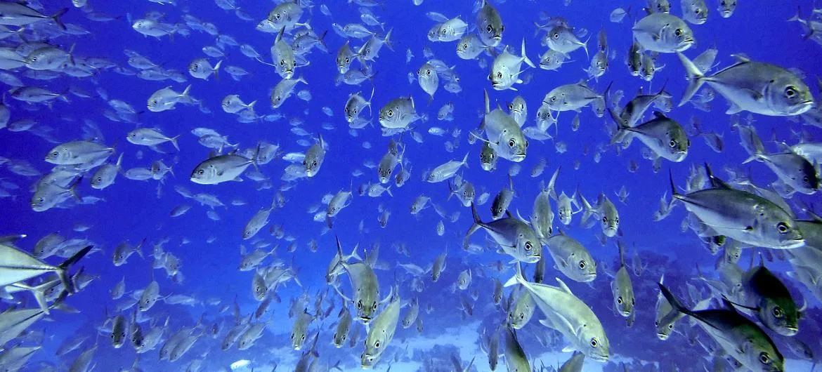 Los desafíos de la conservación de la biodiversidad marina y su importancia para la salud de los océanos.